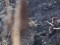 Carduelis flavirostris
