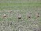 Charadrius morinellus
