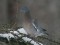 Columba palumbus