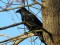 Corvus corone