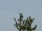 Coracias garrulus