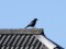 Corvus corone