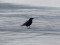 Corvus corone