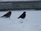 Corvus corone
