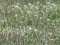 Emberiza calandra