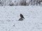 Falco columbarius