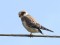 Falco vespertinus