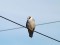 Falco vespertinus