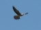 Falco vespertinus