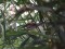 Fringilla montifringilla