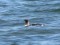Gavia arctica
