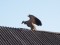Gyps fulvus
