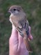 Lanius isabellinus