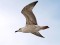 Larus cachinnans