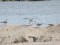 Larus cachinnans