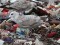 Larus cachinnans