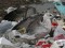 Larus cachinnans