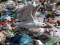 Larus cachinnans