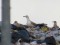 Larus cachinnans