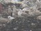 Larus cachinnans