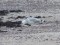 Larus cachinnans
