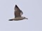 Larus cachinnans