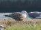 Larus cachinnans