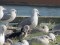 Larus cachinnans