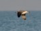 Larus fuscus