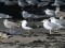 Larus fuscus heuglini