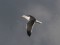 Larus fuscus heuglini