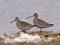 Limosa lapponica