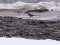 Motacilla alba