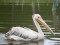 Pelecanus onocrotalus