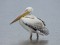 Pelecanus onocrotalus