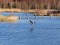 Pelecanus onocrotalus