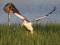 Pelecanus onocrotalus
