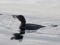 Phalacrocorax pygmeus