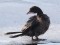Phalacrocorax pygmeus