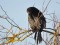 Phalacrocorax pygmeus