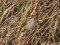 Phylloscopus collybita