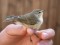 Phylloscopus collybita tristis