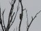 Picus viridis