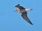 Pluvialis fulva