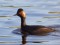 Podiceps nigricollis
