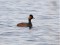 Podiceps nigricollis