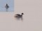 Podiceps nigricollis