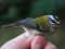 Regulus ignicapilla