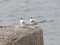 Sterna hirundo