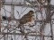 Turdus iliacus